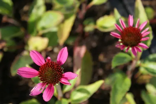 Zonnehoed (Echinacea purpurea ‘Little Magnus‘) | Sale