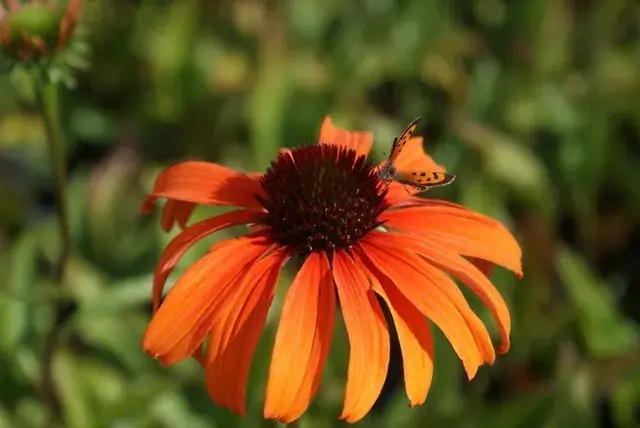 Veel gevraagd | Zonnehoed (Echinacea purpurea ‘Tangerine Dream‘)