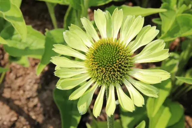 Direct bestellen - Zonnehoed (Echinacea purpurea ‘Green Jewel‘)
