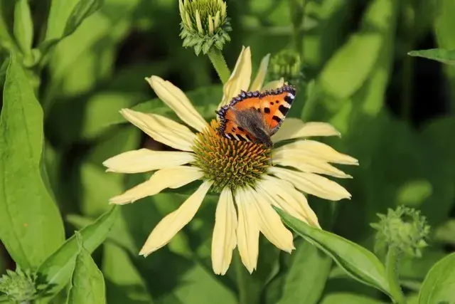 Zonnehoed (Echinacea purpurea ‘Sunrise‘) | Spoedlevering