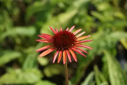 Zonnehoed (Echinacea purpurea ‘Sundown‘) | Actie loopt bijna af