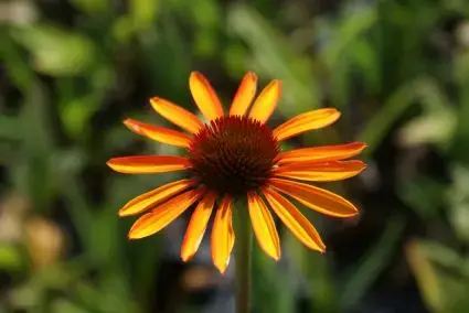 Zonnehoed (Echinacea purpurea ‘Tiki Torch‘) - Snelle verzending