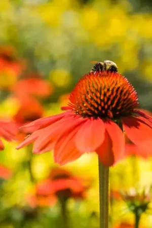Zonnehoed (Echinacea purpurea ‘Sombrero Adobe Orange‘) | Shop nu