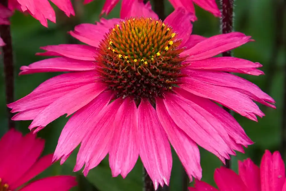 Laatste stuks | Zonnehoed (Echinacea purpurea ‘Sensation Pink‘)
