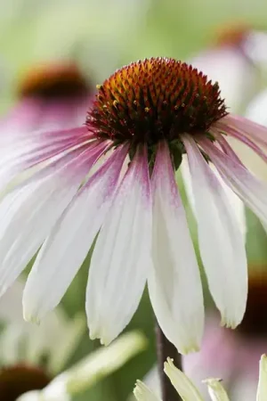 Aanbieding loopt bijna af | Zonnehoed (Echinacea purpurea ‘Pretty Parasols‘)