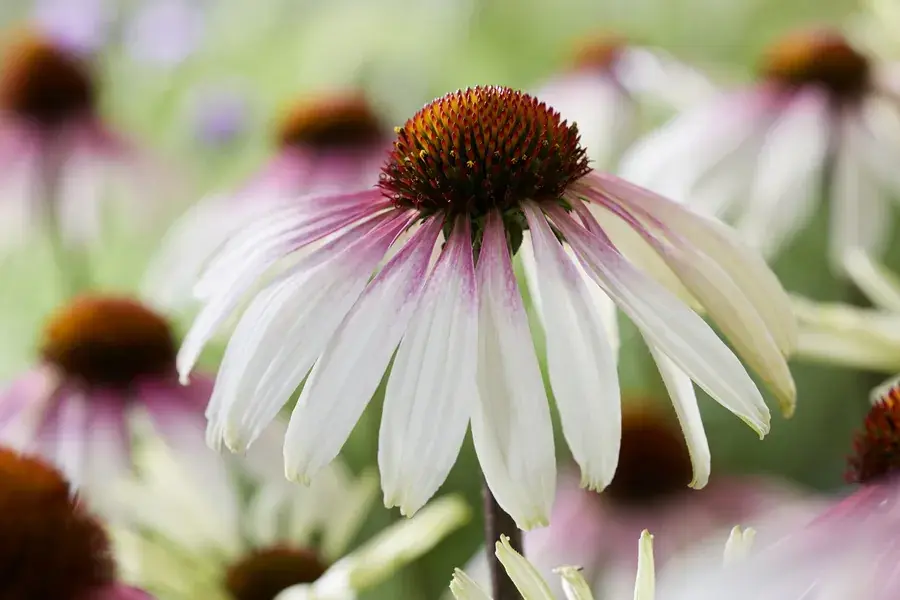 Aanbieding loopt bijna af | Zonnehoed (Echinacea purpurea ‘Pretty Parasols‘)