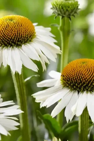 Aanbieding - Zonnehoed (Echinacea purpurea ‘Meditation White‘)