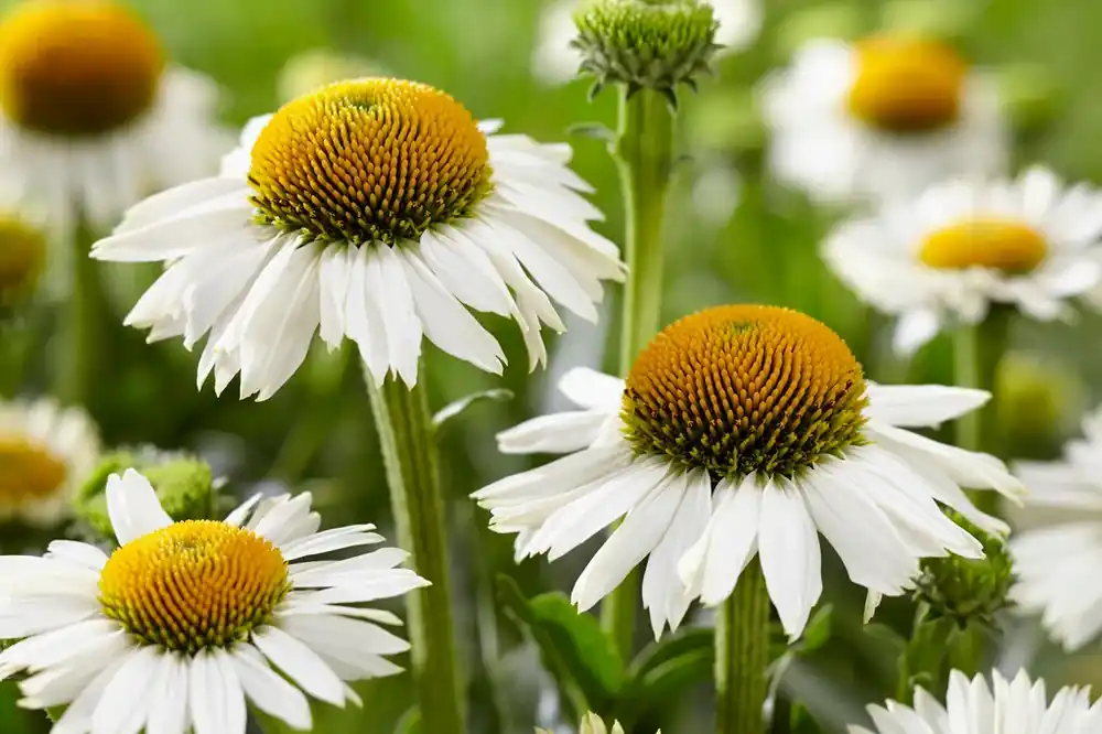 Aanbieding - Zonnehoed (Echinacea purpurea ‘Meditation White‘)