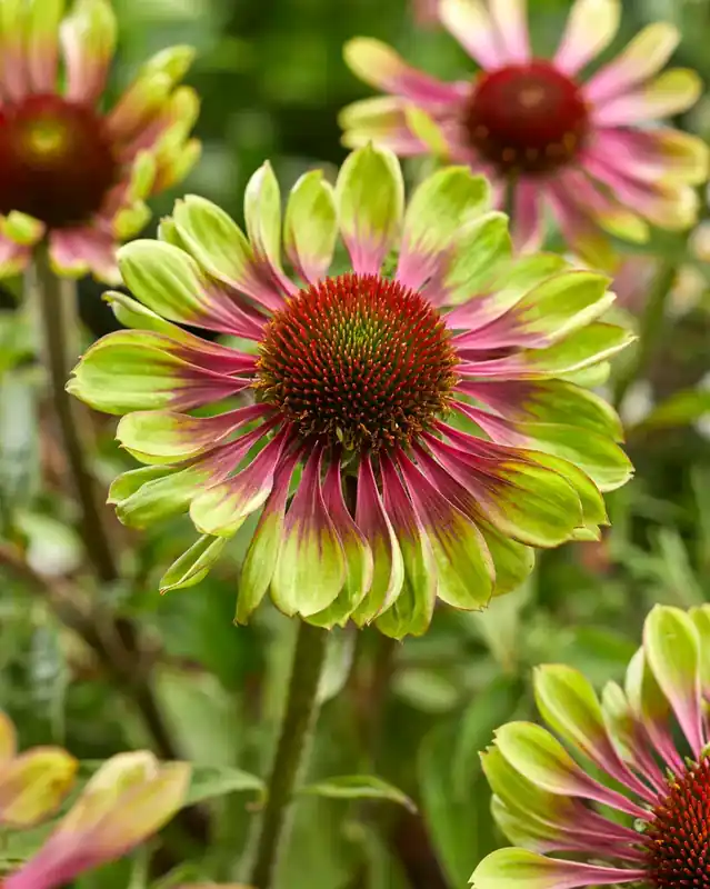 Bestel nu | Zonnehoed (Echinacea purpurea ‘Green Twister‘)