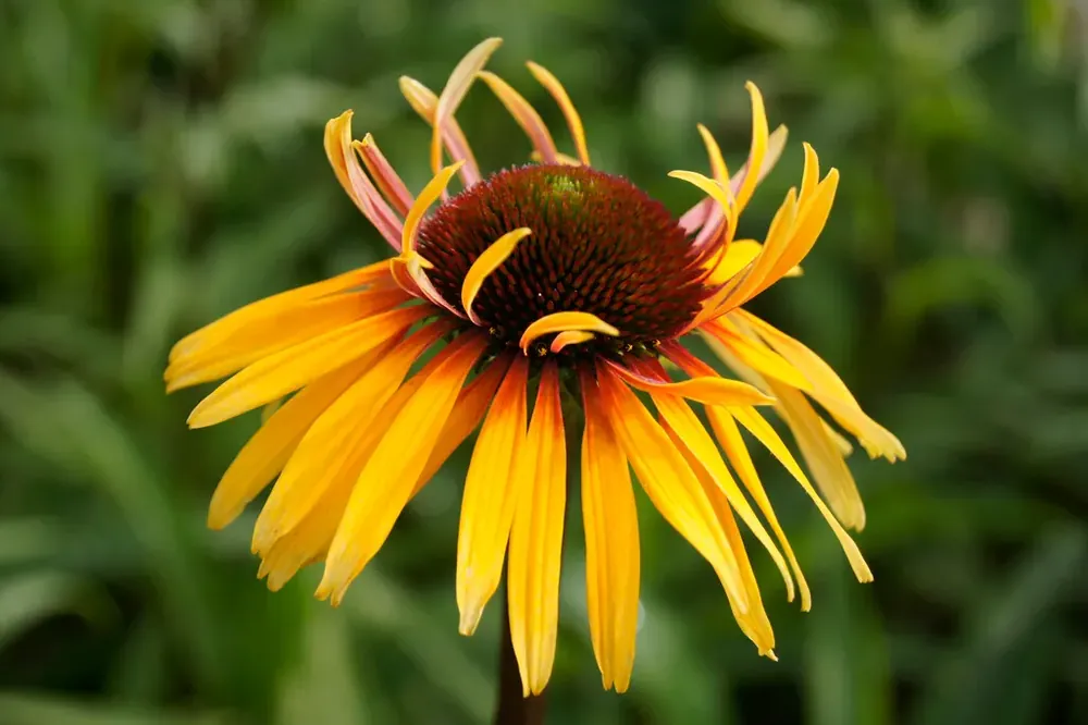 Sale | Zonnehoed (Echinacea purpurea ‘Funky Yellow‘)