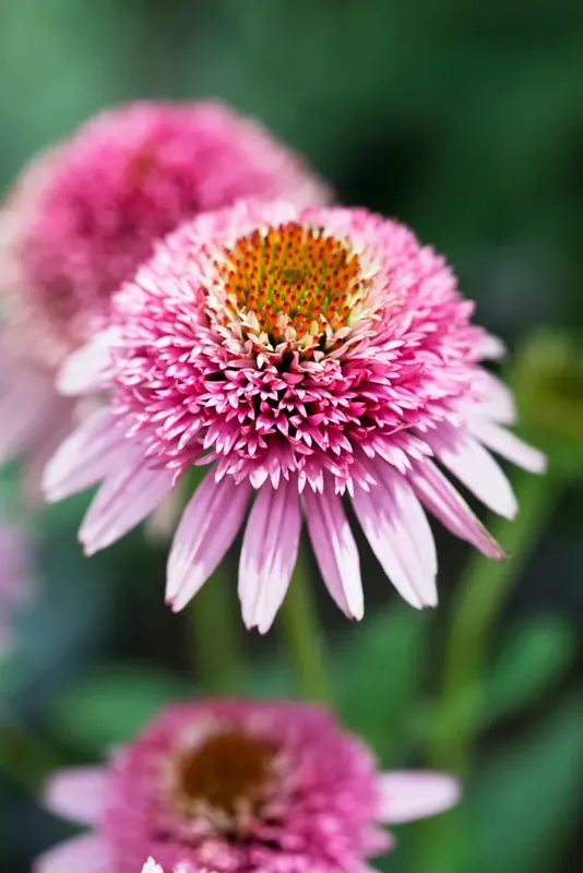 Direct bestellen | Zonnehoed (Echinacea purpurea ‘Butterfly Kisses‘)