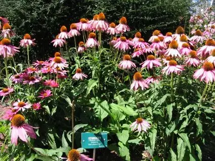 Nog maar een paar beschikbaar | Zonnehoed (Echinacea purpurea)