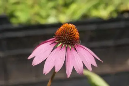 Zonnehoed (Echinacea purpurea ‘Rubinstern‘) - Verlaagde prijs
