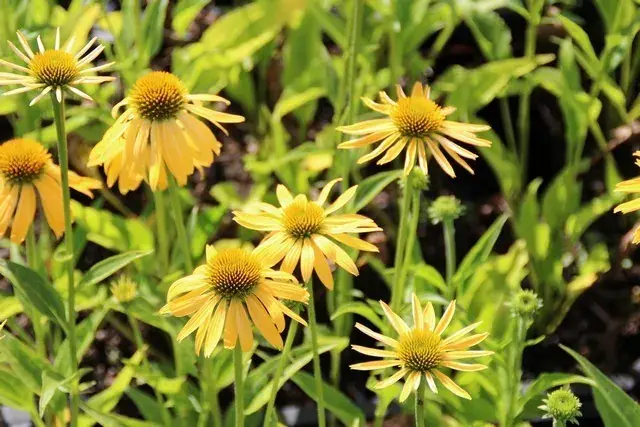 Nieuw binnen | Zonnehoed (Echinacea purpurea ‘Harvest Moon‘)