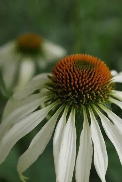 Zonnehoed (Echinacea purpurea ‘White Swan‘) - Premium