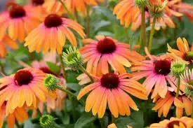 Zonnehoed (Echinacae Sunseekers Rainbow) | Direct bestellen