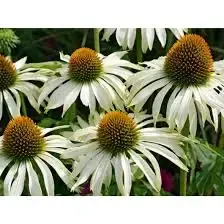 Zonnehoed (Echinacea ‘Baby Swan White‘) | Voordeelprijs