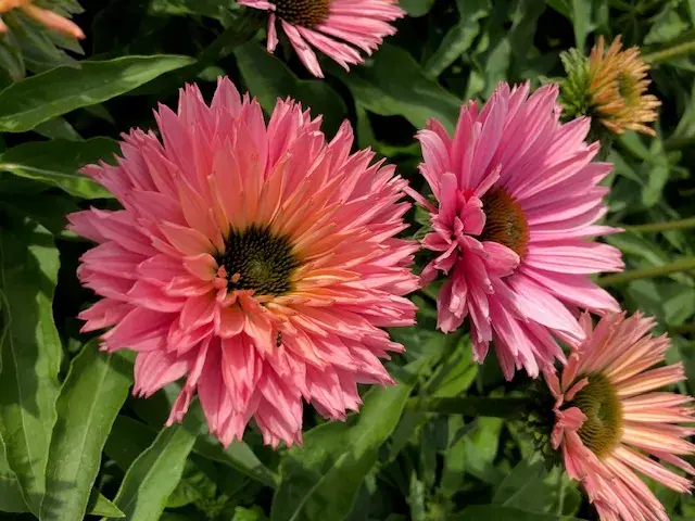 Tijdelijke actie | Zonnehoed (Echinacea purpurea ‘SunSeekers Salmon‘)