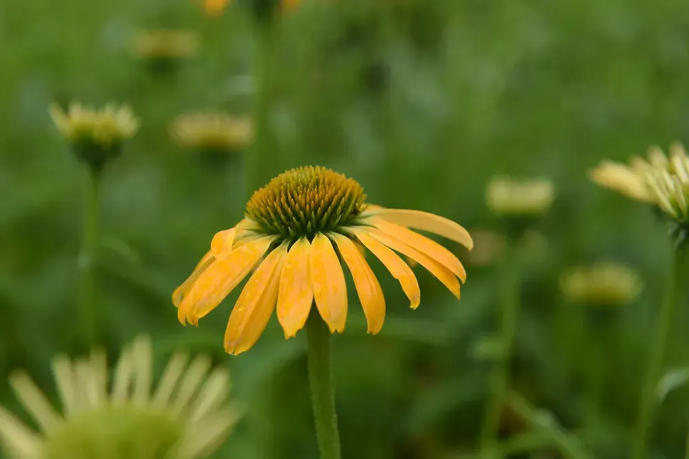 Profiteer nu | Zonnehoed (Echinacea purpurea ‘Golden Skipper‘)