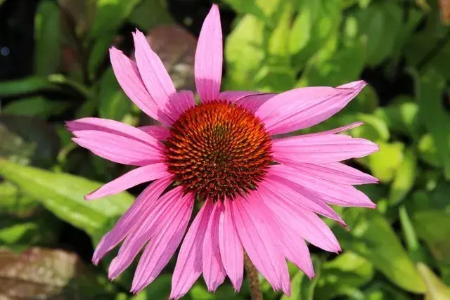 Opruiming - Zonnehoed (Echinacea purpurea ‘Ruby Giant‘)