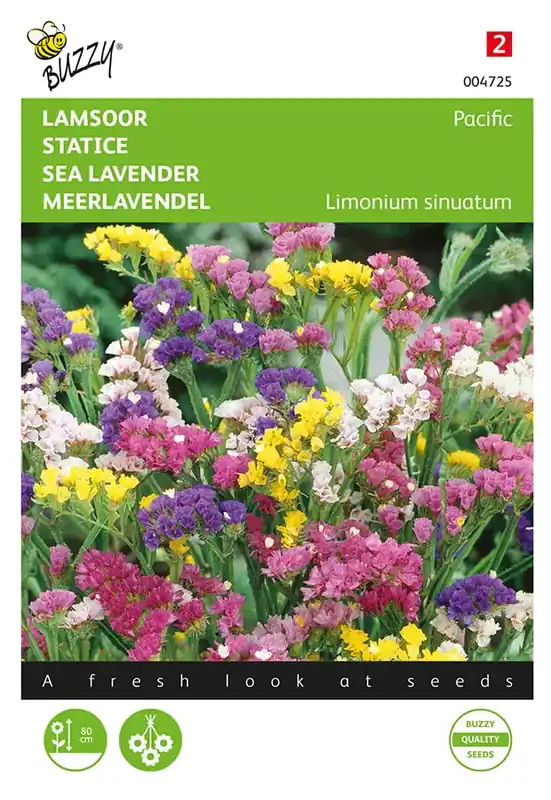 Snelle verzending | Limonium, Lamsoor Pacific gemengd