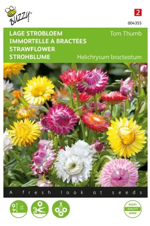 Aanbieding | Helichrysum, lage Strobloem Tom Thumb