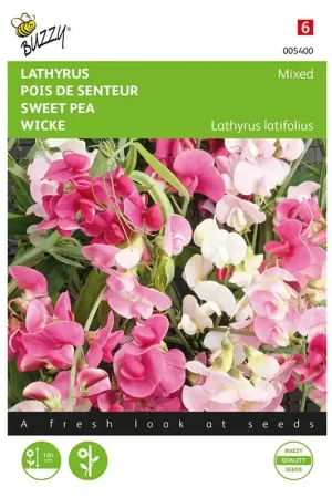 Alleen deze week | Lathyrus, Sier- of Reukerwt meerjarig