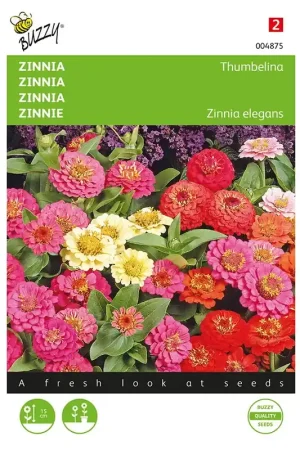 Zinnia Thumbelina laag gemengd | Nieuwe release