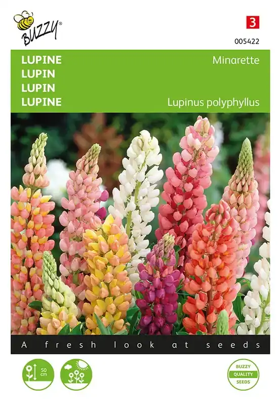 Lupinus, lage Lupine Minarette - Outlet