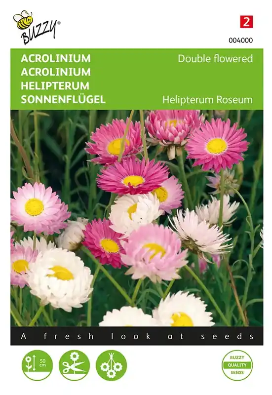 Acroclinium dubbelbloemig gemengd - Nu beschikbaar