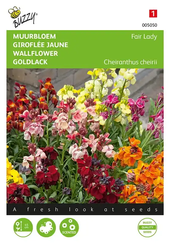 Mis het niet | Cheiranthus , Muurbloem Fair Lady gemengd