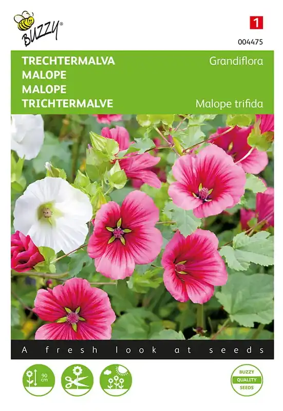 Malope, Trechtermalva Grandiflora gemengd - Klaar voor verzending