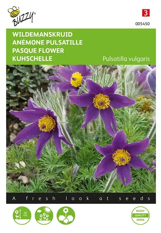 Nu beschikbaar - Pulsatilla, Wildemanskruid