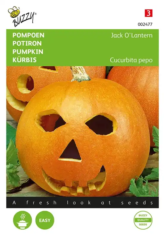 Pompoenen Jack O‘Lantern (Cucub.Pepo) - Veel gevraagd