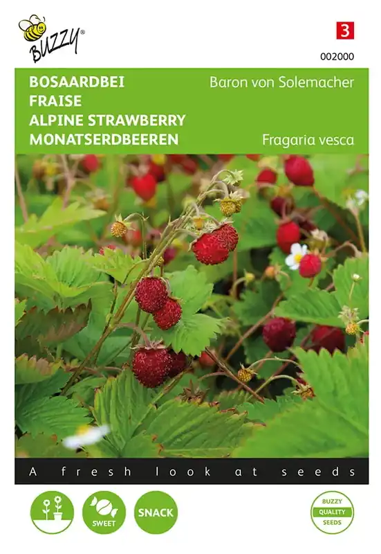 Bosaardbei Baron von Solemacher - Rechtstreeks uit de fabriek