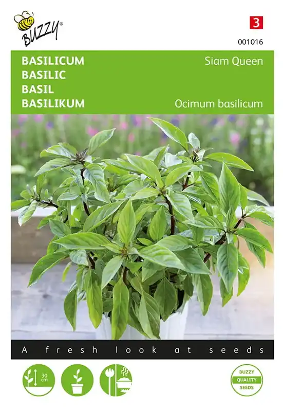 Basilicum Siam Queen | Koop vandaag