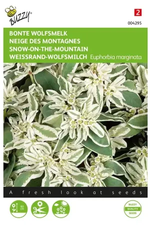 Aanbieding - Euphorbia, Bonte Wolfsmelk