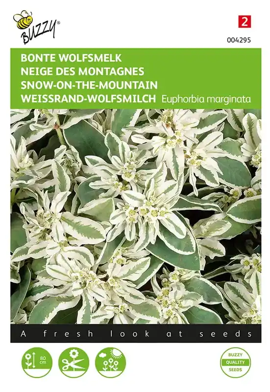 Aanbieding - Euphorbia, Bonte Wolfsmelk