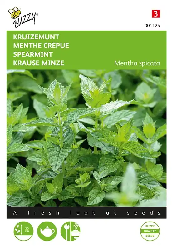 Munt (Kruizemunt) - Voordeelprijs