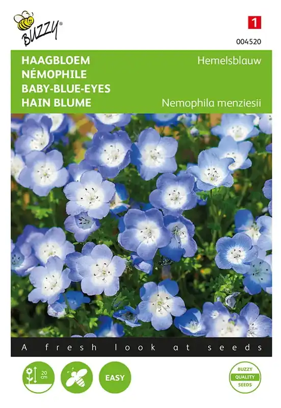 Nemophila, Haagbloem Hemelsblauw | Actie
