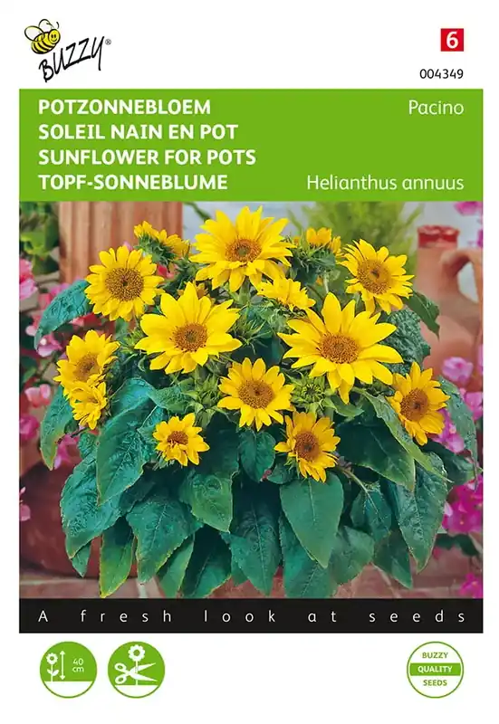 Helianthus, lage Potzonnebloem Pacino | Tijdelijke actie
