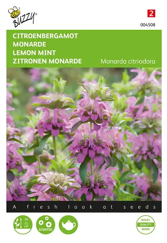 Scherp geprijsd | Monarda, Citroenbergamot