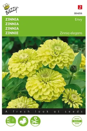 Zinnia Envy - Korting