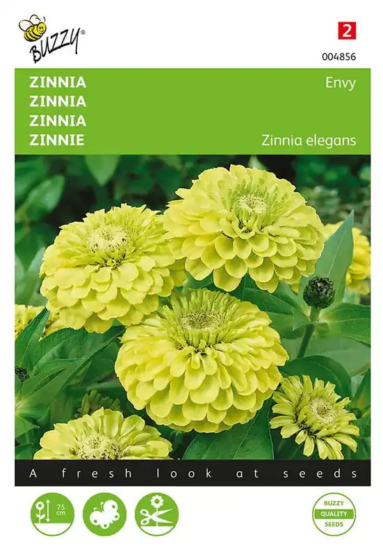 Zinnia Envy - Korting