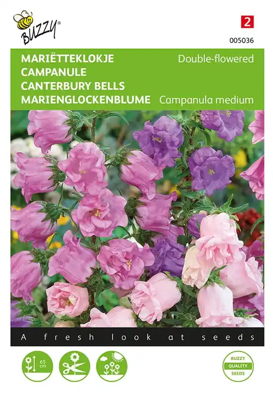 Online bestelbaar - Campanula, Mariëtteklokje dubbelbloemig