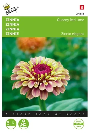 Aanrader - Zinnia Queeny Red Lime