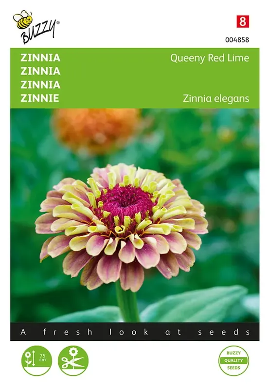 Aanrader - Zinnia Queeny Red Lime