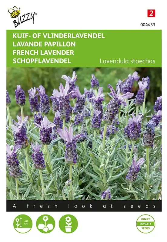Lavandula, Kuif- of Vlinderlavendel | Voordelig