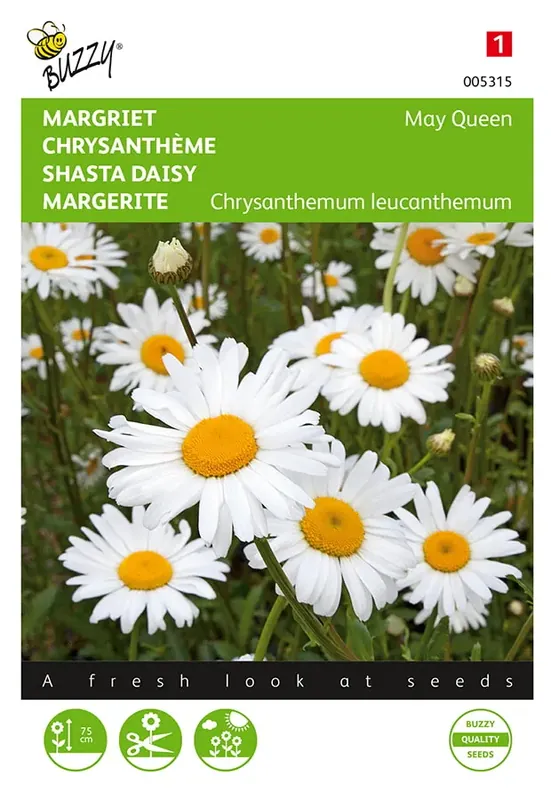 Chrysanthemum, Margriet May Queen - Lage prijs