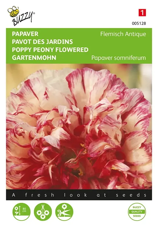 Papaver, Slaapbol Flemish Antique - Erg populair